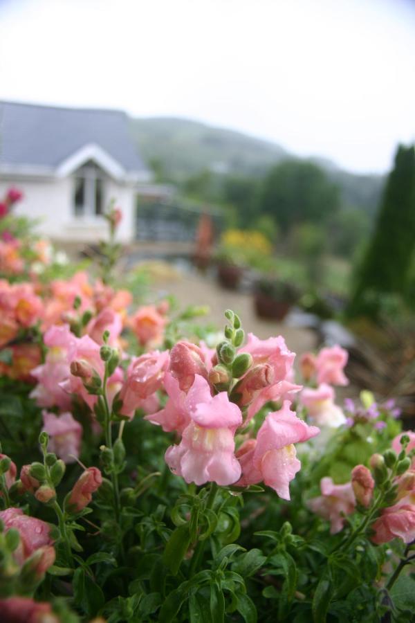 Wicklow Way Lodge Εξωτερικό φωτογραφία